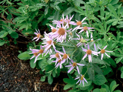 Cascade Aster