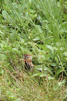 Chipmunk