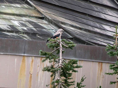 Clarks Nutcracker