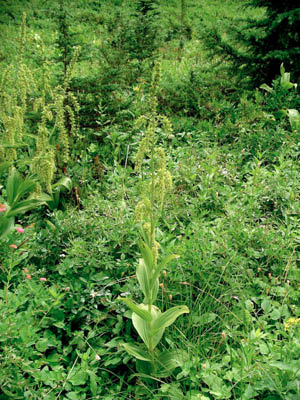 Indian Hellebore 1