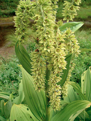 Indian Hellebore 2