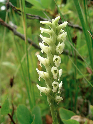 Ladies Tresses 2