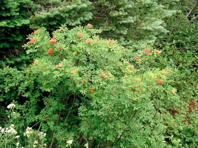 Mountain Ash 4