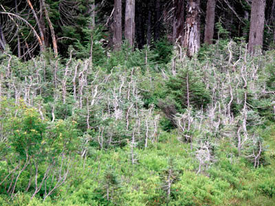 Mt Rainier 02
