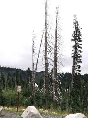 Mt Rainier 11