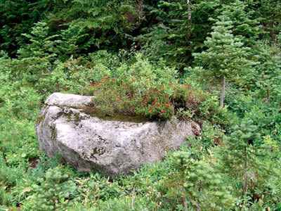 Mt Rainier 48