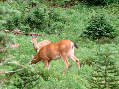 Mule Deer 1