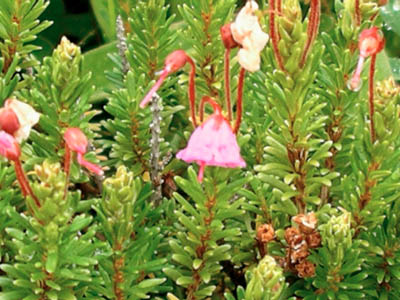 Pink Mountain Heather