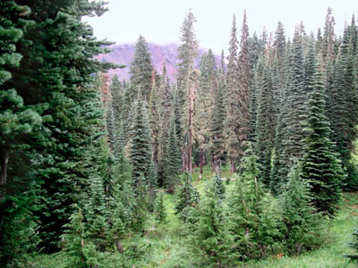 Spruce Trees 3