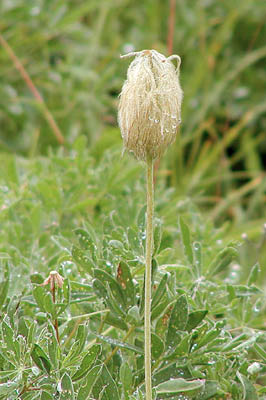 Western Anemone 1