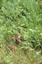 Chipmunk