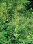 Indian Hellebore 1