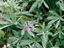 Lupine 1