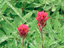 Magenta Paintbrush 3
