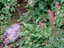 Magenta Paintbrush 4