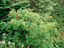 Mountain Ash 4