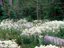 Mt Rainier 03