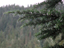Mt Rainier 52a