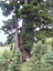 Mt Rainier109