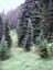Spruce Trees 2