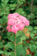 Subalpine Spirea 2